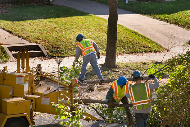 How Our Tree Care Process Works  in Savage, MN